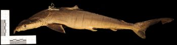 Media type: image;   Ichthyology S-485